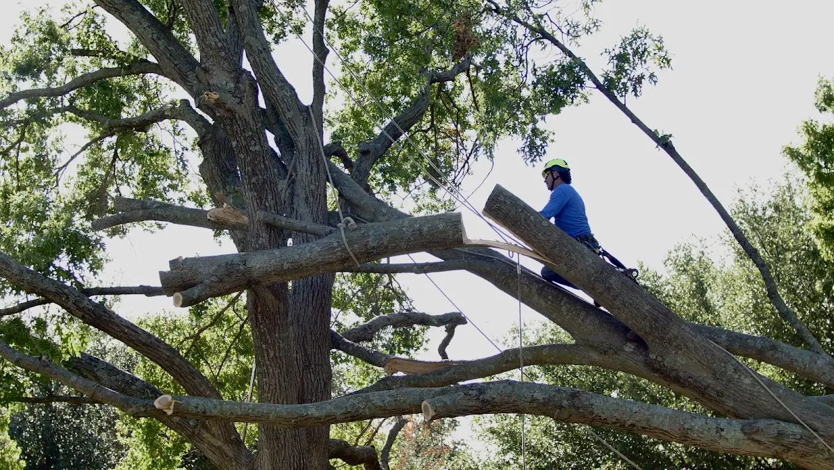 Professional Crown Thinning performed by certified arborists in Linch
