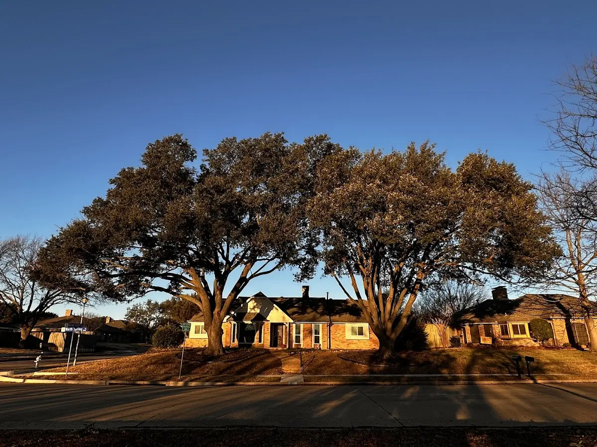 Established residential canopy tree shading a home in Linch